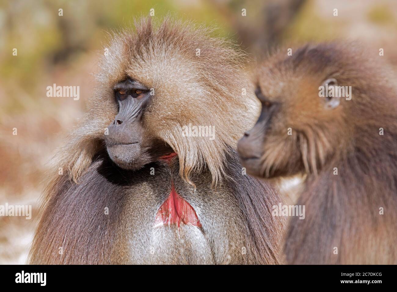 Gelada Pavian / Blutender-Herz-Affe (Thermopithecus gelada) Männchen mit rotem Hautfleck, Semien Mountains, Ethiopian Highlands, Äthiopien, Afrika Stockfoto Gelada Pavian / Blutender-Herz-Affe (Thermopithecus gelada) Männchen mit rotem Hautfleck, Semien Mountains, Ethiopian Highlands, Äthiopien, Afrika Stockfoto