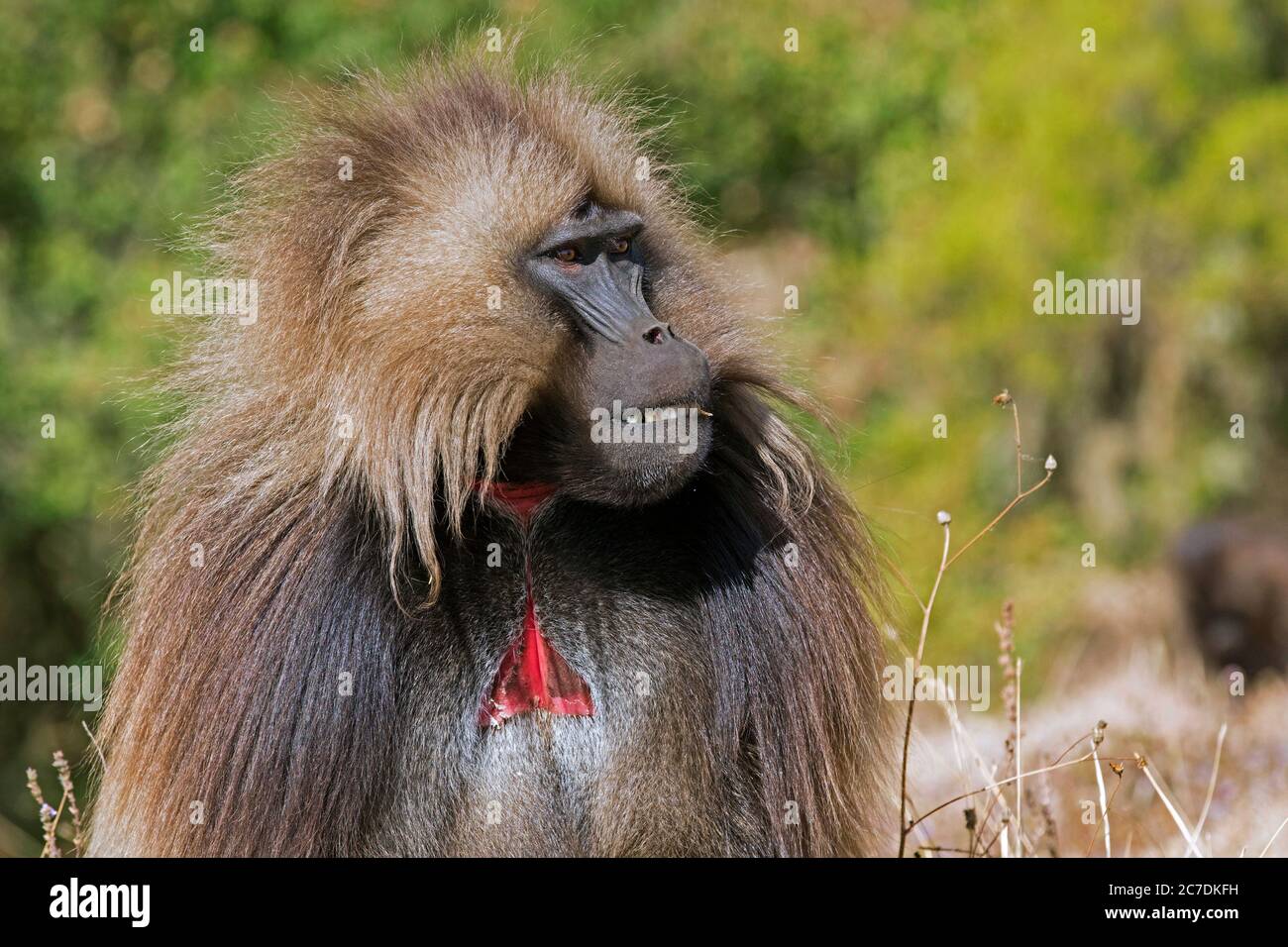Gelada Pavian / Blutender-Herz-Affe (Thermopithecus gelada) Männchen mit rotem Hautfleck, Semien Mountains, Ethiopian Highlands, Äthiopien, Afrika Stockfoto Gelada Pavian / Blutender-Herz-Affe (Thermopithecus gelada) Männchen mit rotem Hautfleck, Semien Mountains, Ethiopian Highlands, Äthiopien, Afrika Stockfoto
