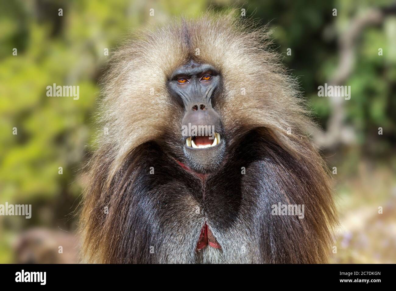 Gelada Pavian / Blutender-Herz-Affe (Thermopithecus gelada) Männchen mit rotem Hautfleck, Semien Mountains, Ethiopian Highlands, Äthiopien, Afrika Stockfoto Gelada Pavian / Blutender-Herz-Affe (Thermopithecus gelada) Männchen mit rotem Hautfleck, Semien Mountains, Ethiopian Highlands, Äthiopien, Afrika Stockfoto