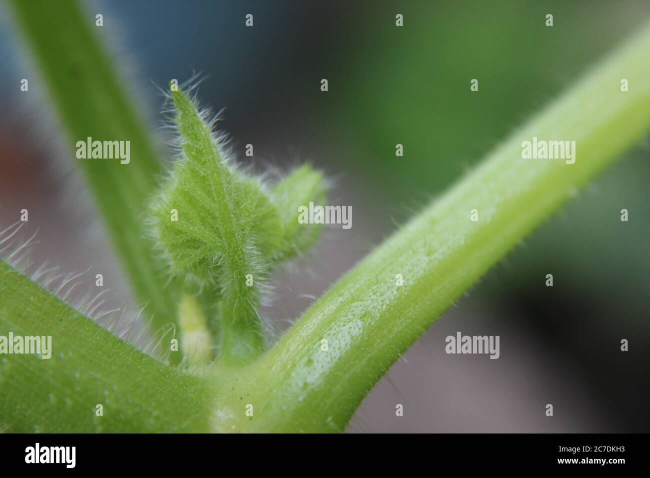 Eine gemeinsame Kürbispflanze Blatt Curl im Garten gefunden. Stockfoto