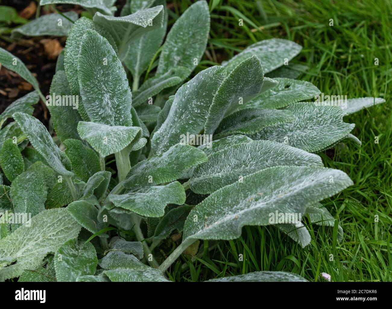 Eine Lämmer-Ohrpflanze (Stachys Byzantina). Stockfoto