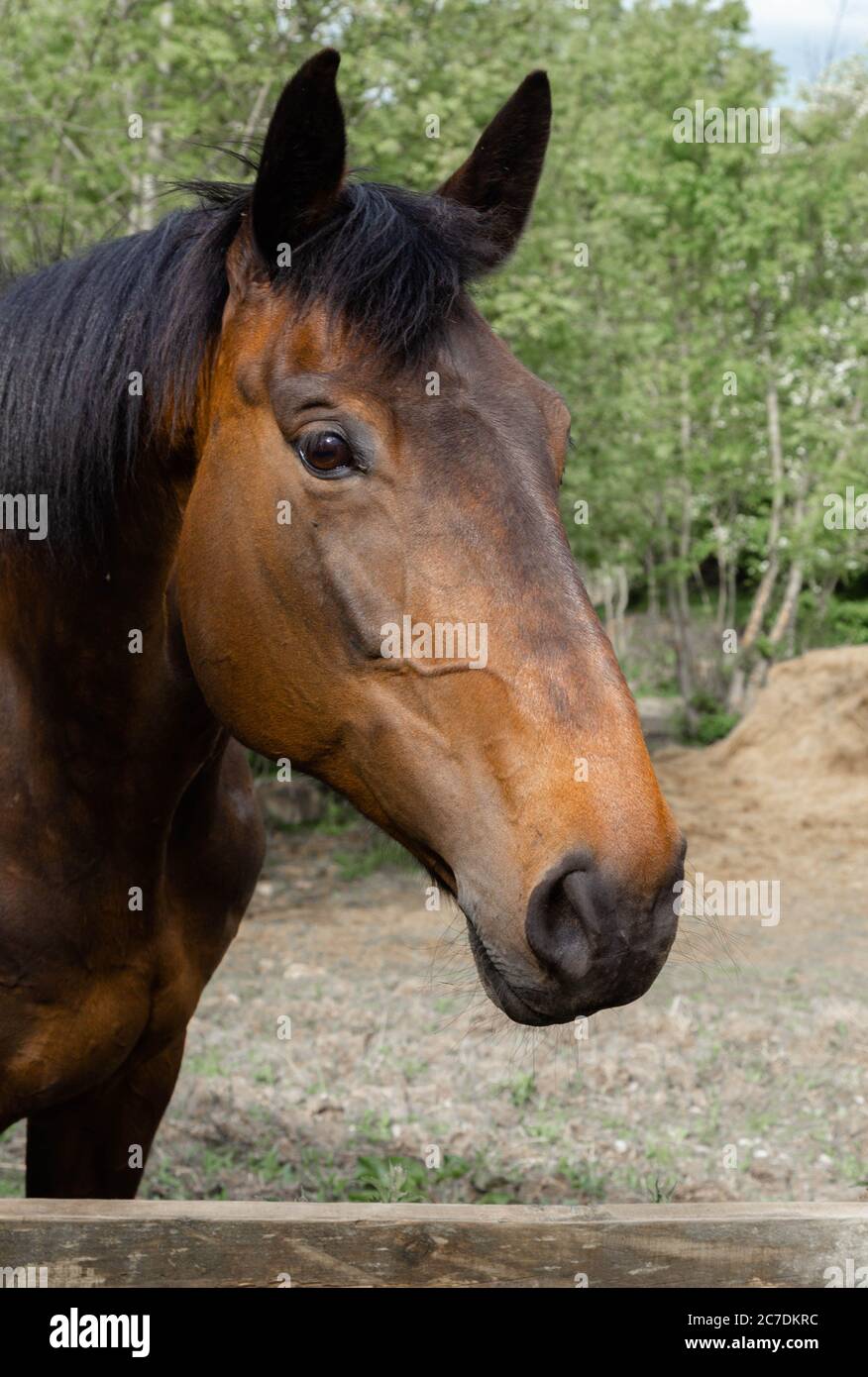 Ein Pferdekopf aus der Nähe. Stockfoto