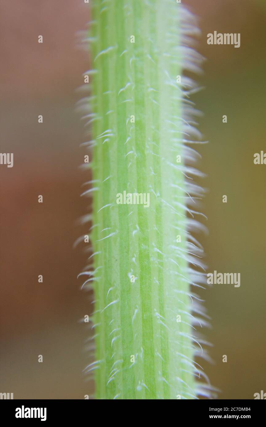 Ein gemeinsamer Kürbispflanzenstiel im Garten gefunden. Stockfoto