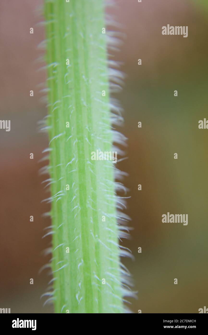 Ein gemeinsamer Kürbispflanzenstiel im Garten gefunden. Stockfoto