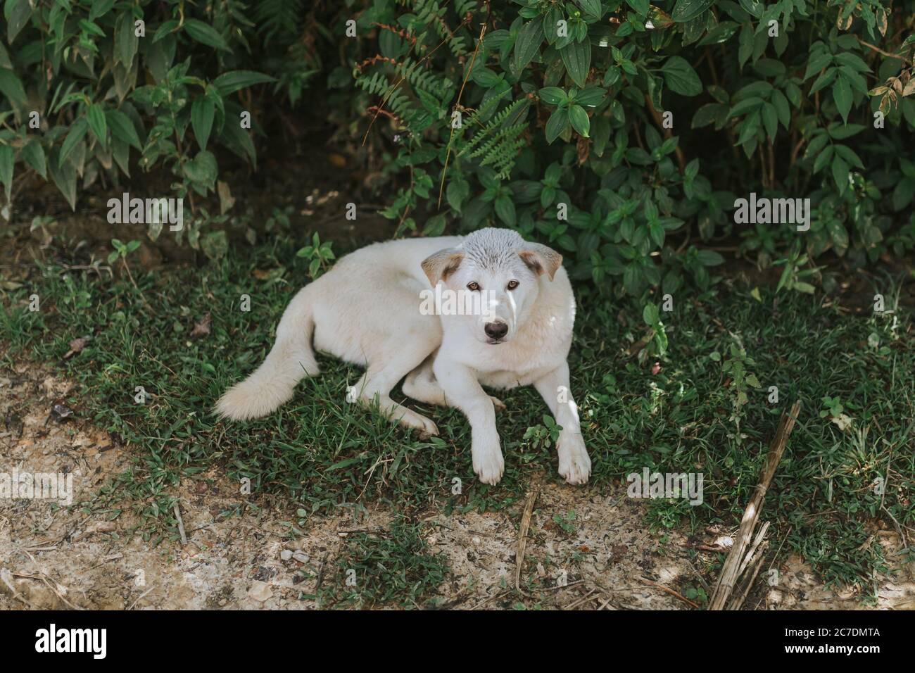 Breite Aufnahme eines niedlichen weißen Hundes im Gras In der Nähe von grünen Pflanzen während des Tages Stockfoto