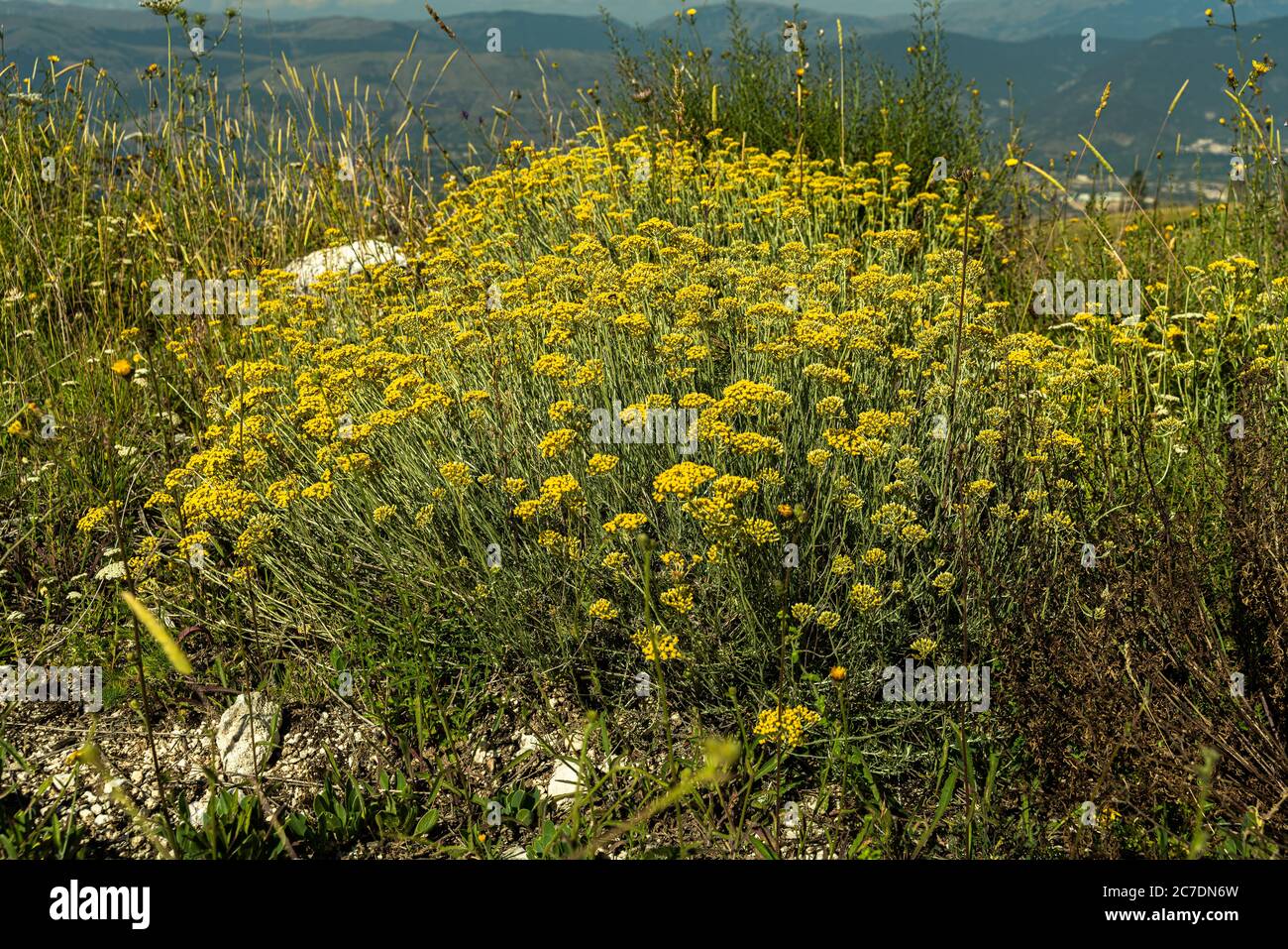 Helichrysum italicum, mediterraner Busch, blühend Stockfoto