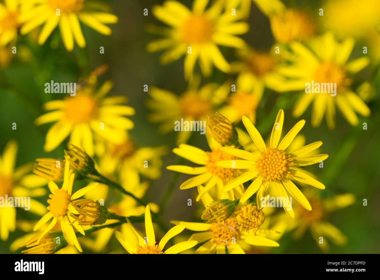 Jacobaea vulgaris, Senecio jacobaea, Ragwurz gelbe Blüten in Wiese Nahaufnahme selektive Fokus Stockfoto