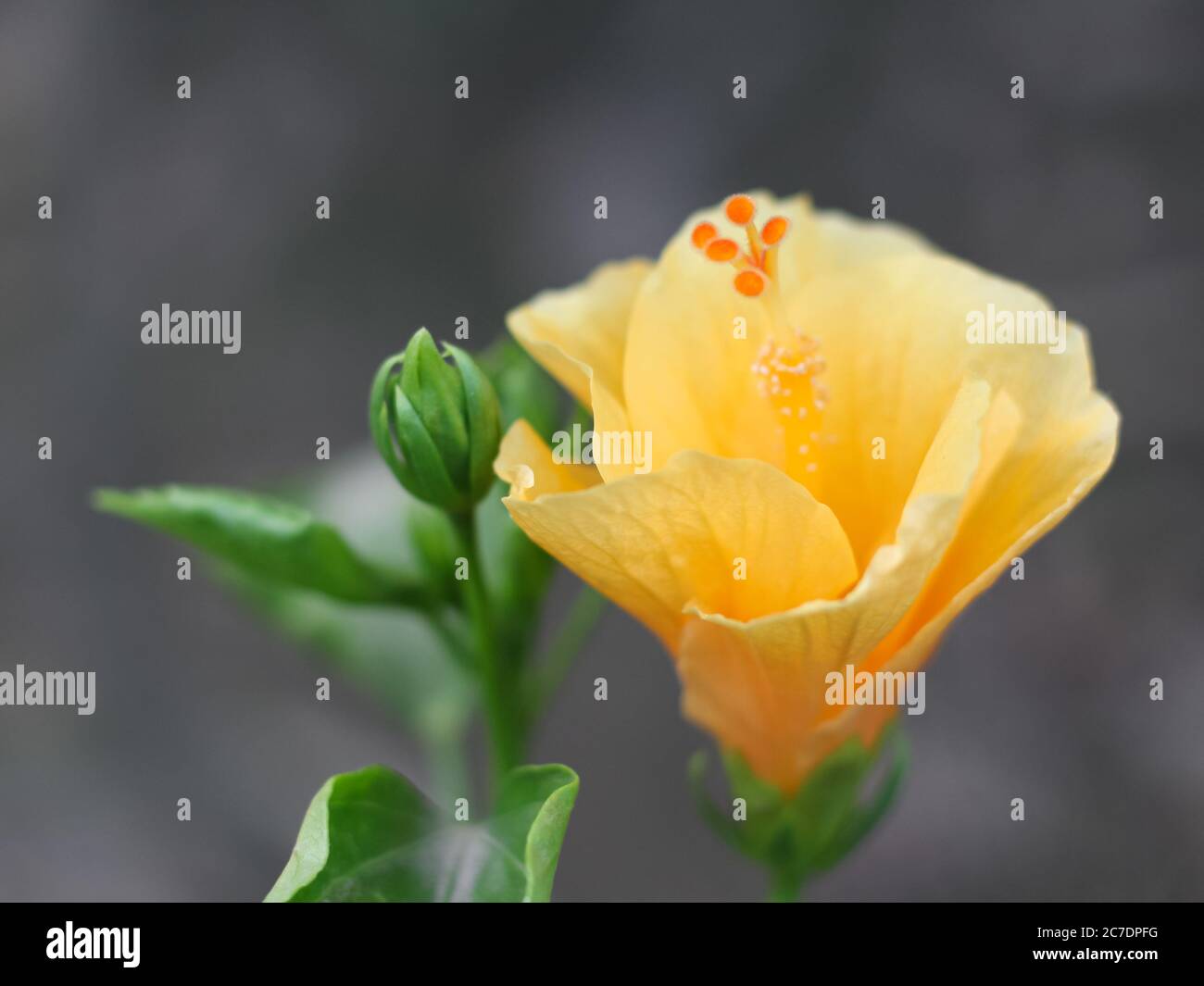 Gelbe Hibiskusblüte. Nahaufnahme Blumenfoto Stockfoto