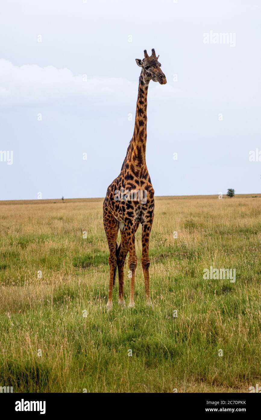 Masai Giraffe (Giraffa Camelopardalis tippelskirchii) Stockfoto