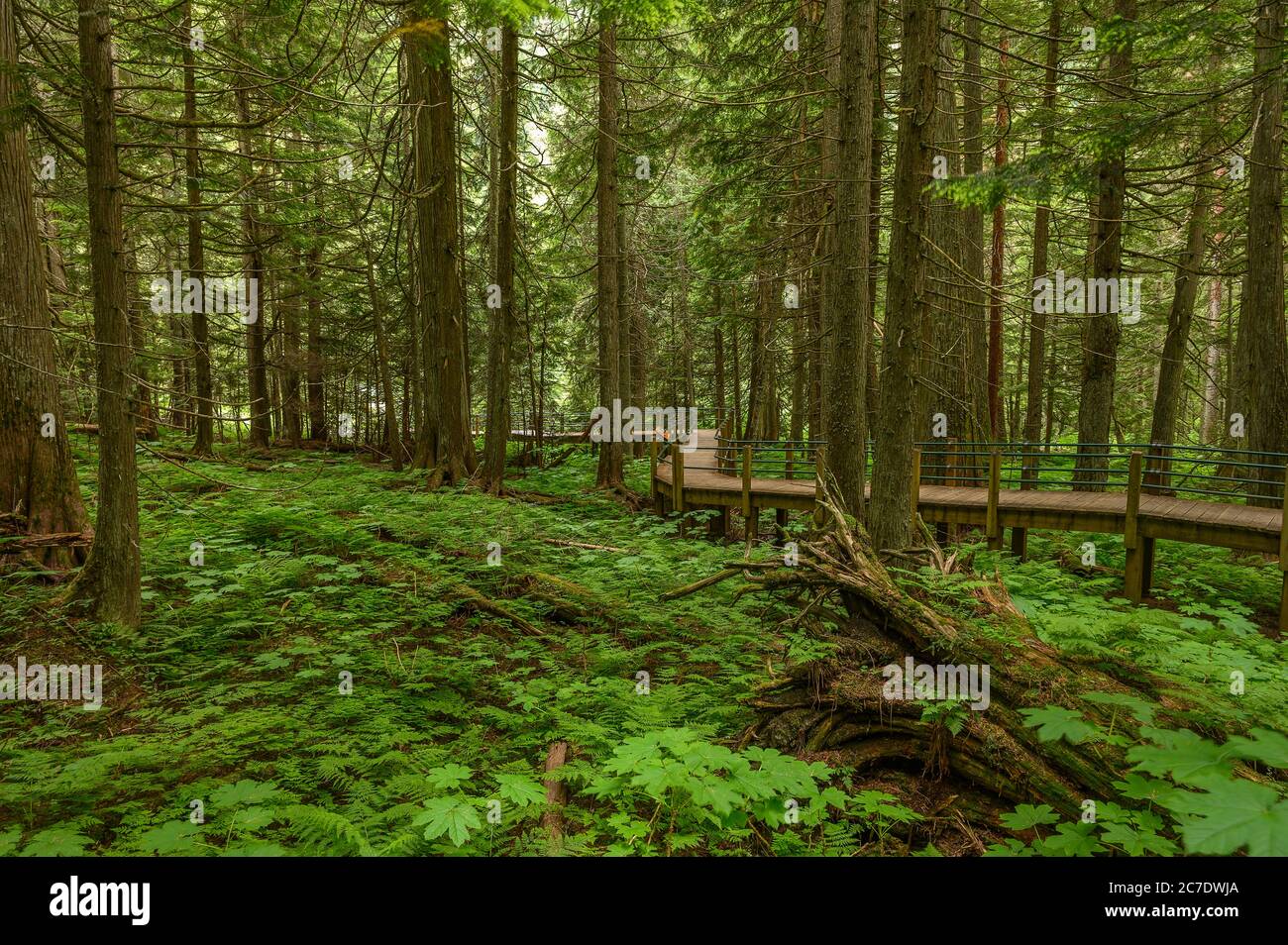 Alter Wald aus Hemlock und Zedern auf dem Hemlock Grove Boardwalk im Glacier National Park, British Columbia, Kanada Stockfoto