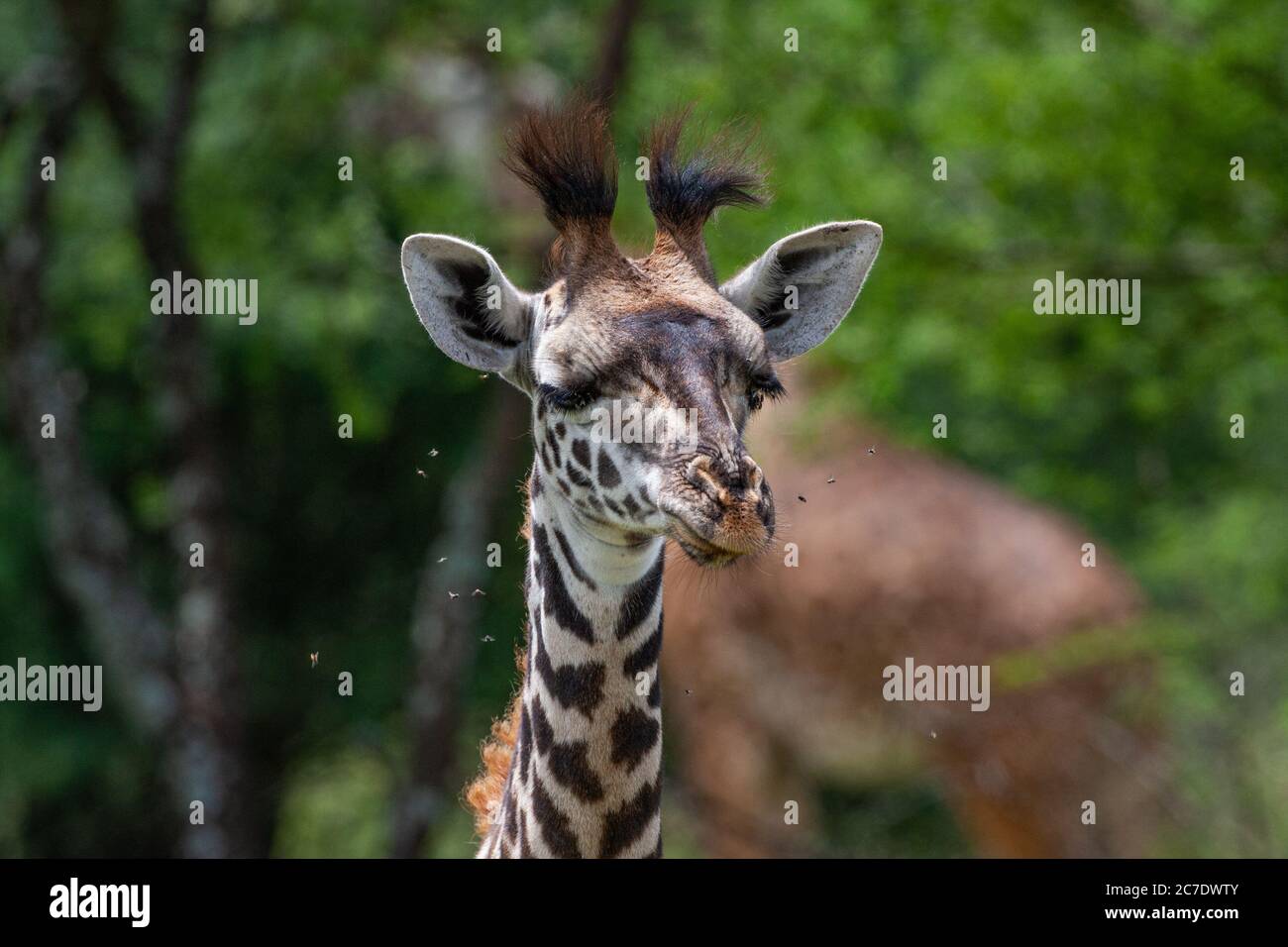 Rothschild Giraffen (Giraffa Plancius Rothschildi) Stockfoto