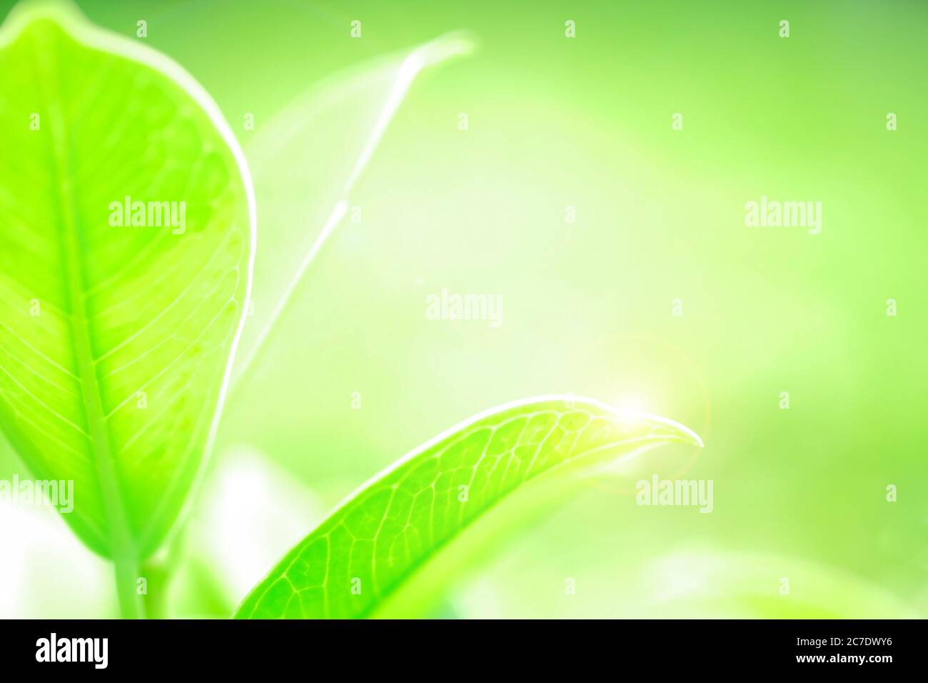 Frisches grünes Blatt auf grüner Natur verschwommener Hintergrund Stockfoto