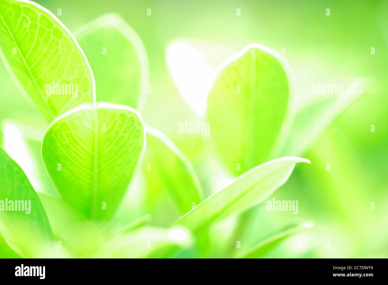 Frisches grünes Blatt auf grüner Natur verschwommener Hintergrund Stockfoto