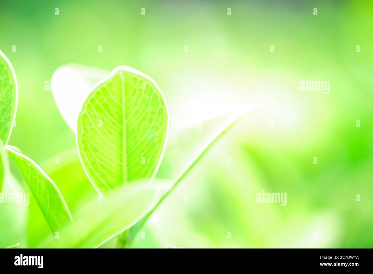 Frisches grünes Blatt auf grüner Natur verschwommener Hintergrund Stockfoto