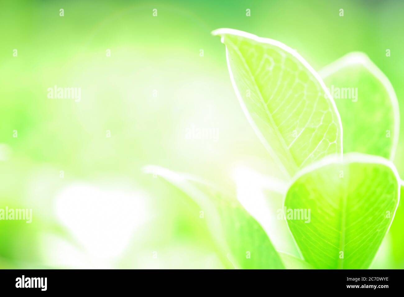 Frisches grünes Blatt auf grüner Natur verschwommener Hintergrund Stockfoto