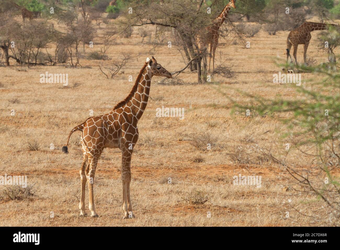 Rothschild Giraffen (Giraffa Plancius Rothschildi) Stockfoto