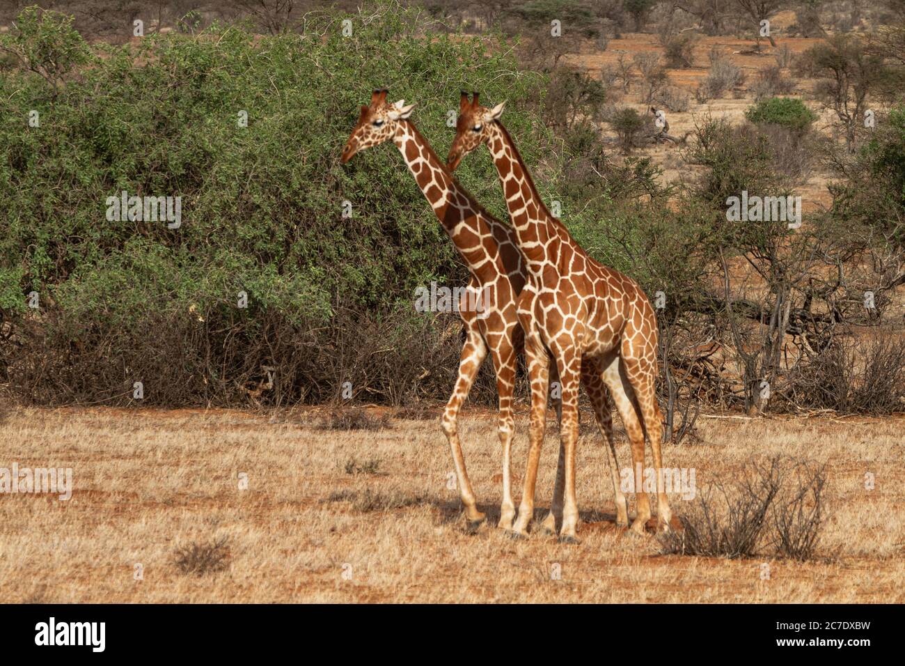 Rothschild Giraffen (Giraffa Plancius Rothschildi) Stockfoto