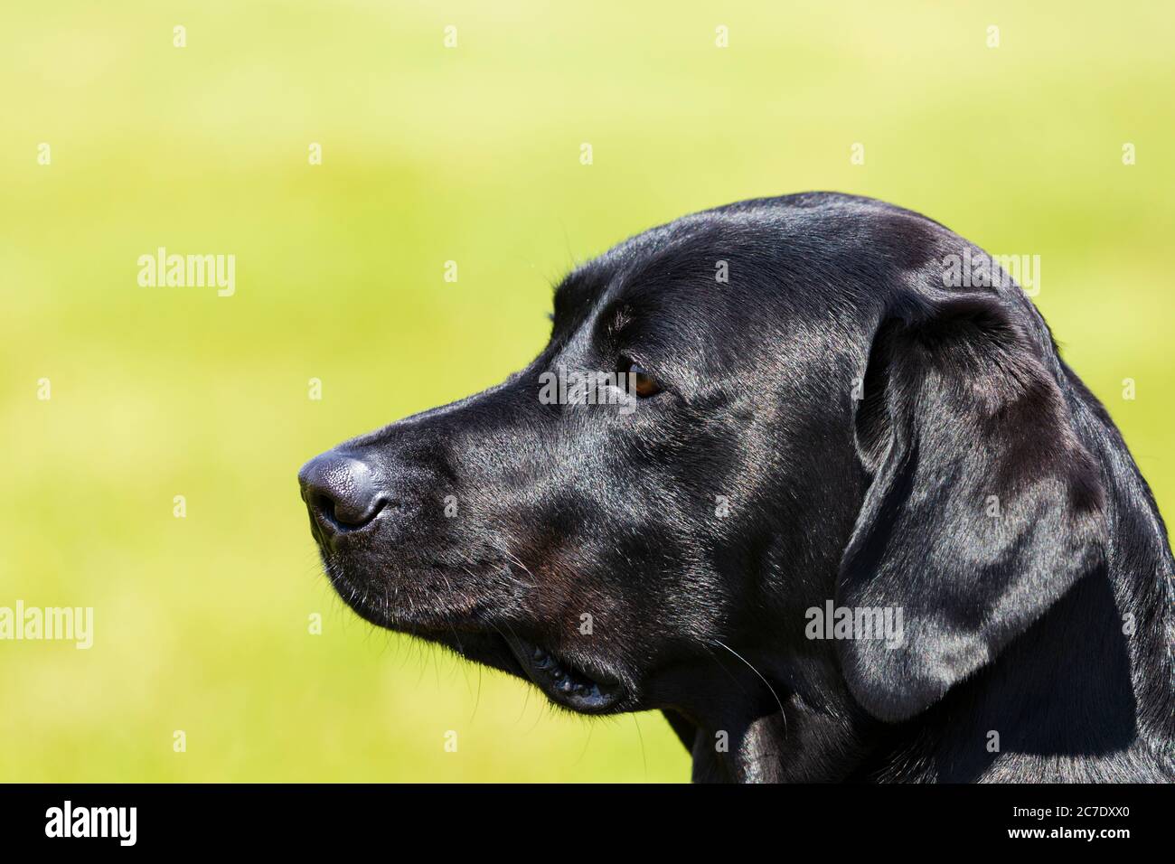 Alert Male schwarz Labrador Hundekopf gegen aus Fokus grünes Gras Hintergrund Stockfoto