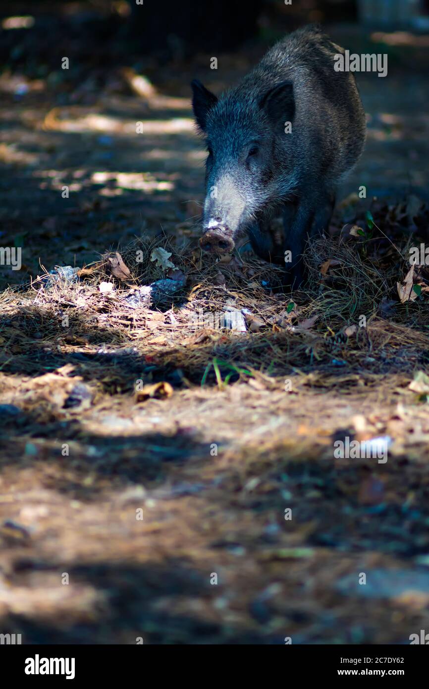 Wildschwein. Natur Wald Hintergrund. Wildschwein. Sus scrofa. Stockfoto