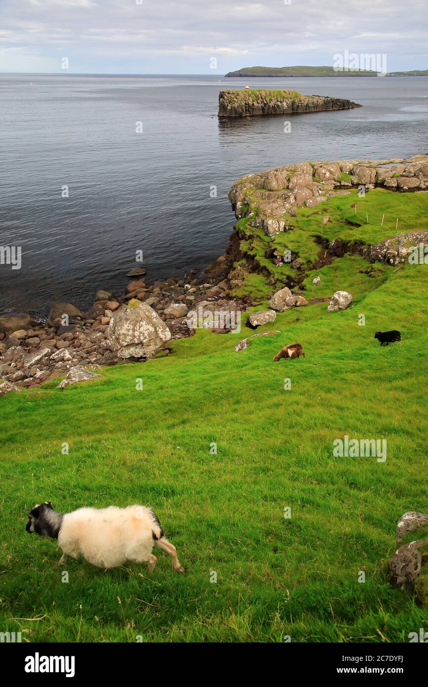 Der Blick auf Hoyviksholmur Insel und Nolsoy Insel in der Ferne mit Schafen in Küstenklippe im Vordergrund.Torshavn. Streymoy.Färöer-Inseln.Territorium von Dänemark Stockfoto