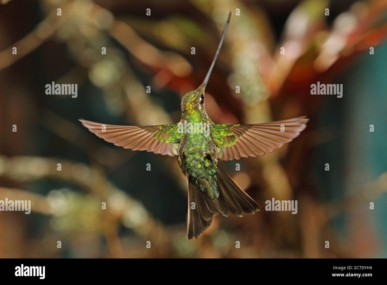 Schwert-billed Hummingbird (Ensifera ensifera) erwachsenen weiblichen im Flug Guasca, in der Nähe von Bogotá, Kolumbien November Stockfoto