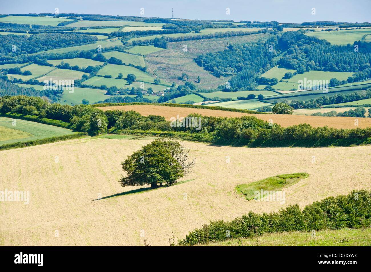 Brendon Hills bei Luxborough, Exmoor, Somerset, England Stockfoto