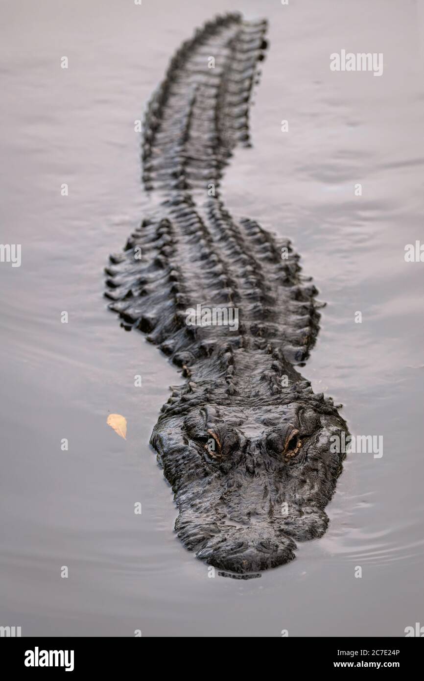 Ein teilweise untergetauchter Alligator, der direkt an der Kamera schwimmt und einen bedrohlichen Look hat Stockfoto