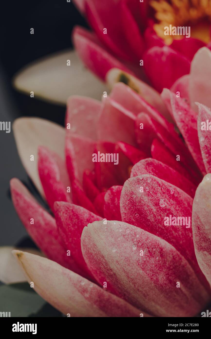 Makroaufnahme von rosa Masaniello Wasserlilie (Nymphaea Masaniello) blühenden Blumen, selektive flachen Fokus. Stockfoto