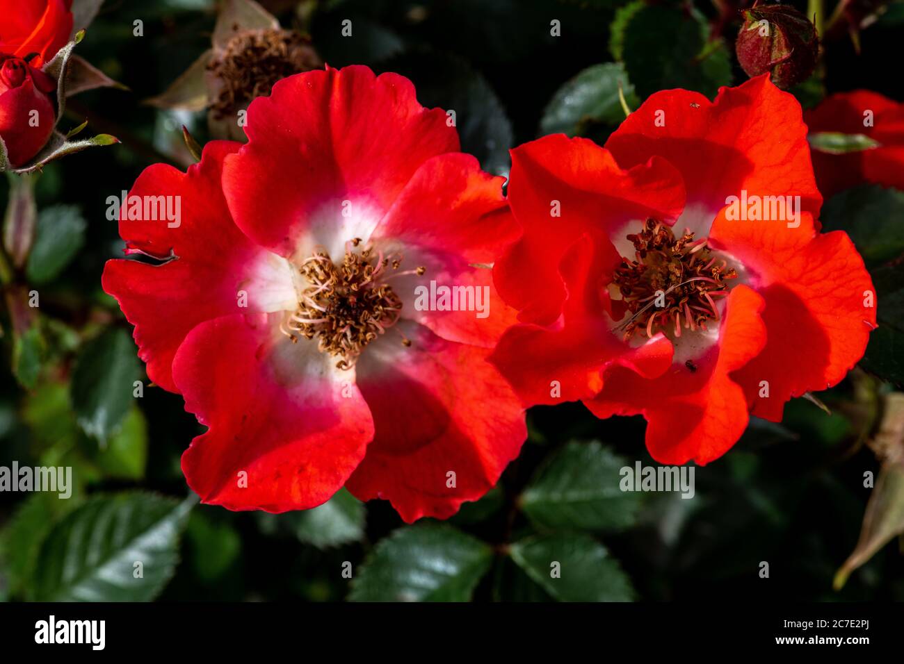 Garten Rosenblüte, Sorte 'Gizmo' Stockfoto