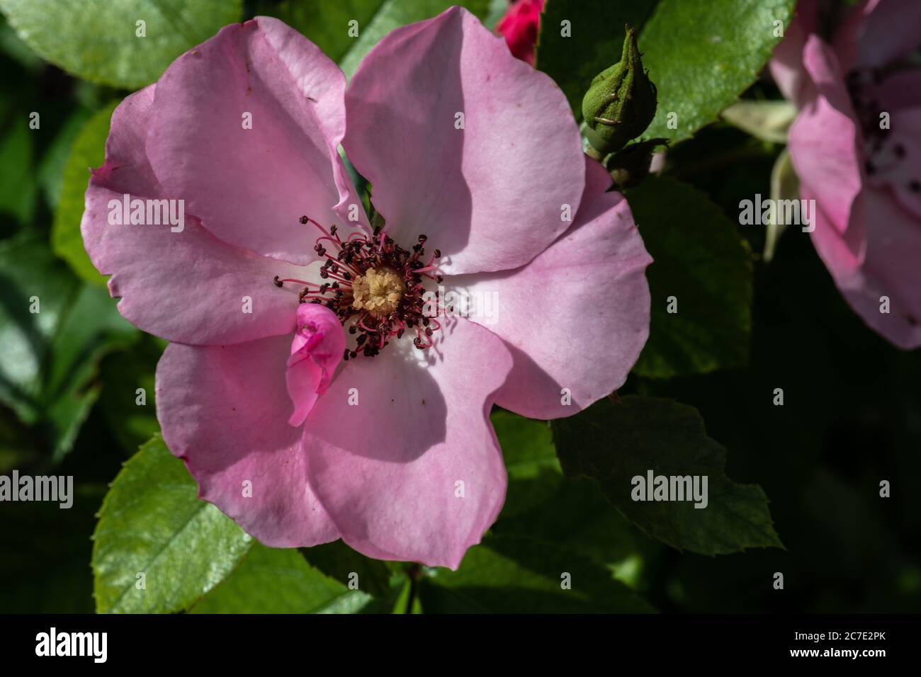 Garten Rosenblume, Sorte 'First Light' Stockfoto
