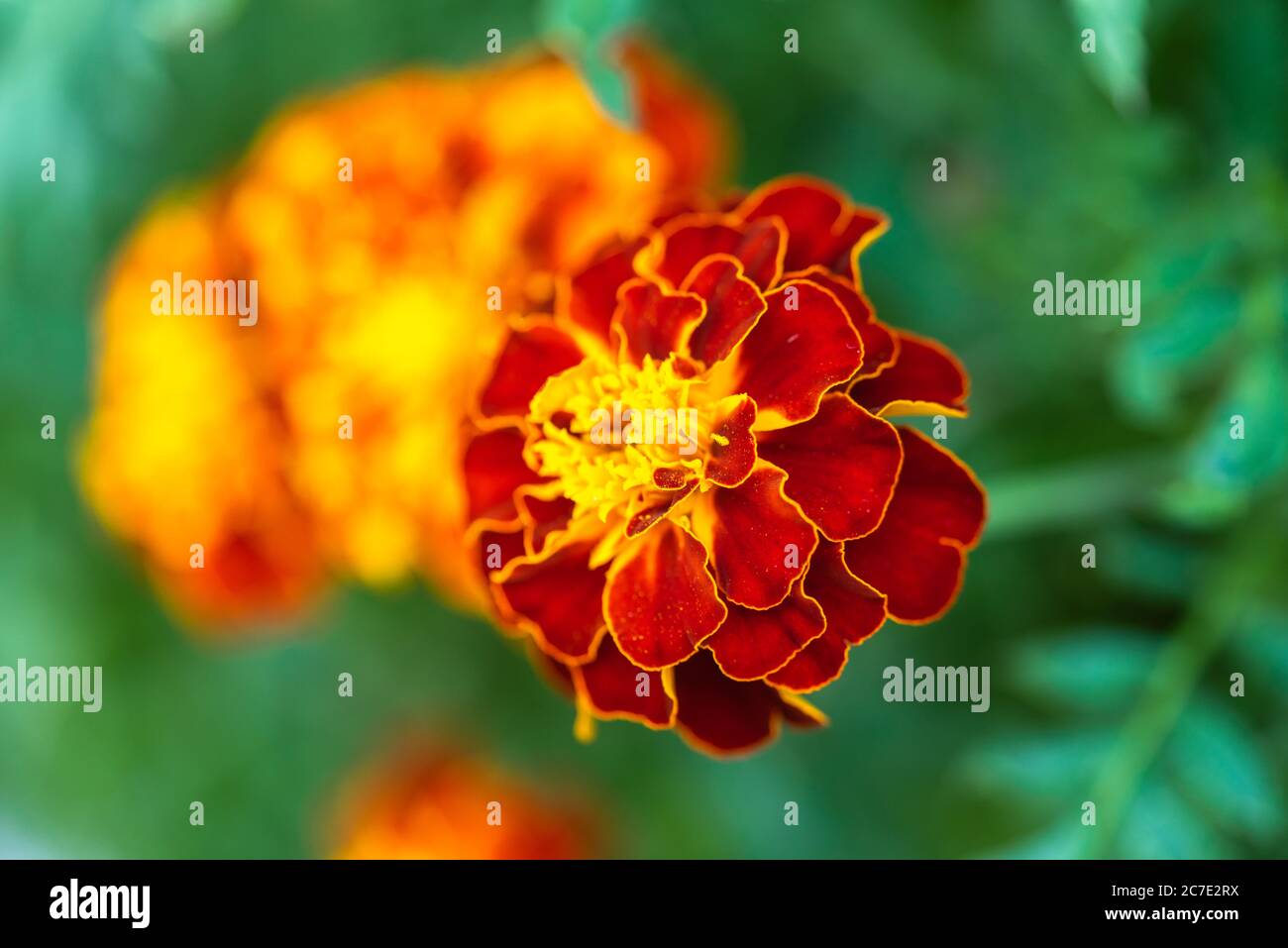 Nahaufnahme / Makro einer Patula-Blume von Tagetes - französische Ringelblume Stockfoto