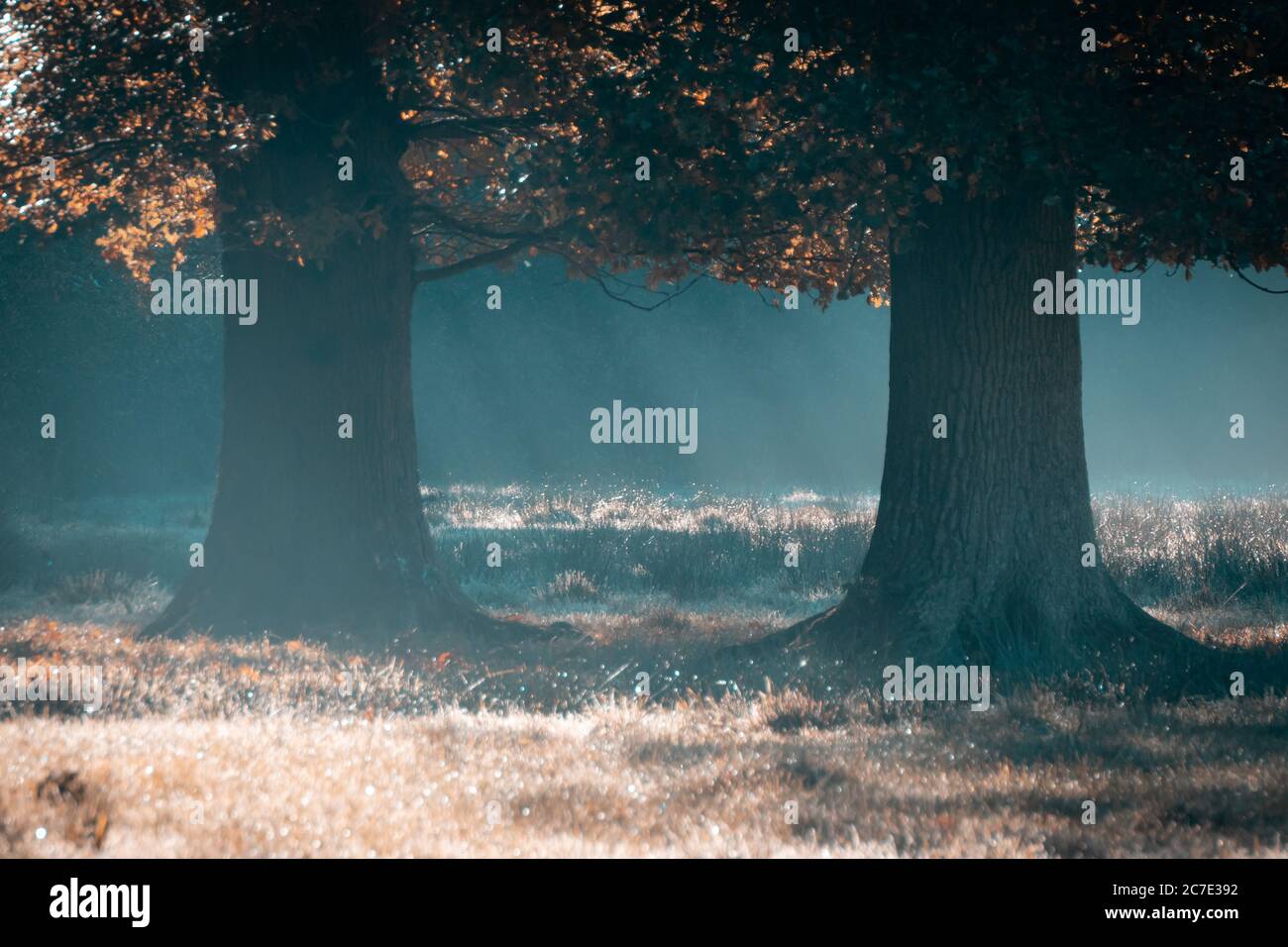 Im Herbst leuchten durch Bäume Lichtstrahlen auf einer Wiese Stockfoto