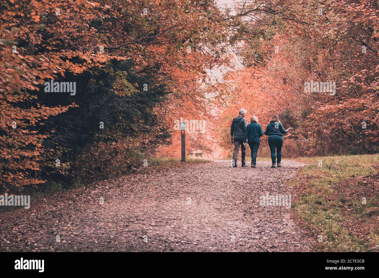 Drei Personen wandern oder wandern im Herbst durch einen Wald Stockfoto