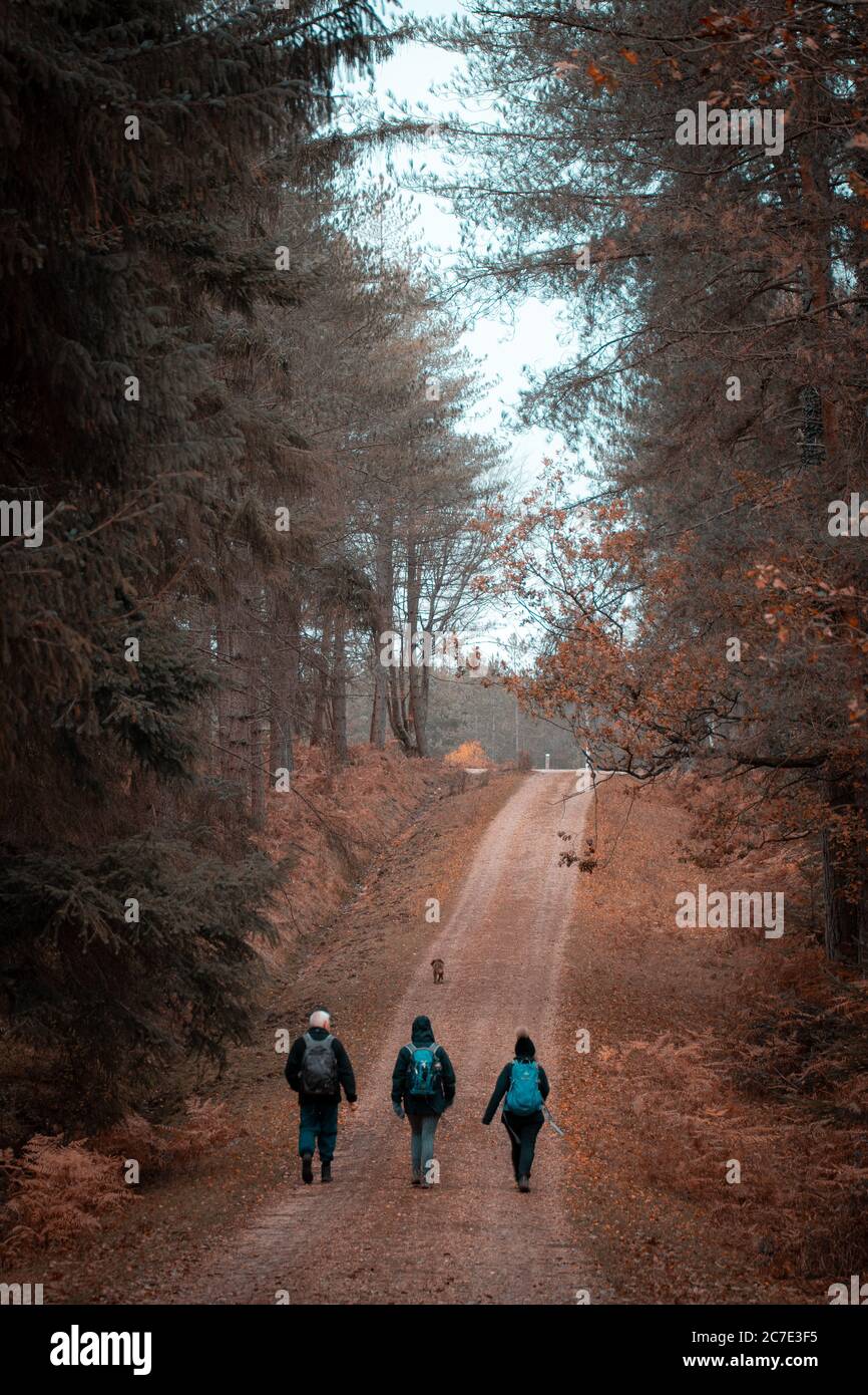 Drei Personen wandern oder zu Fuß durch den neuen Wald Hampshire Im Herbst Stockfoto