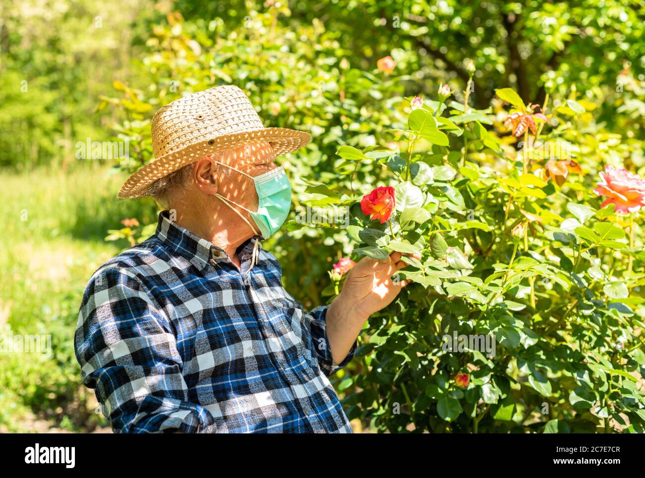 Älterer Mann mit Schutzmaske in der häuslichen Quarantäne im Garten, um Rosen zu heilen. Stockfoto