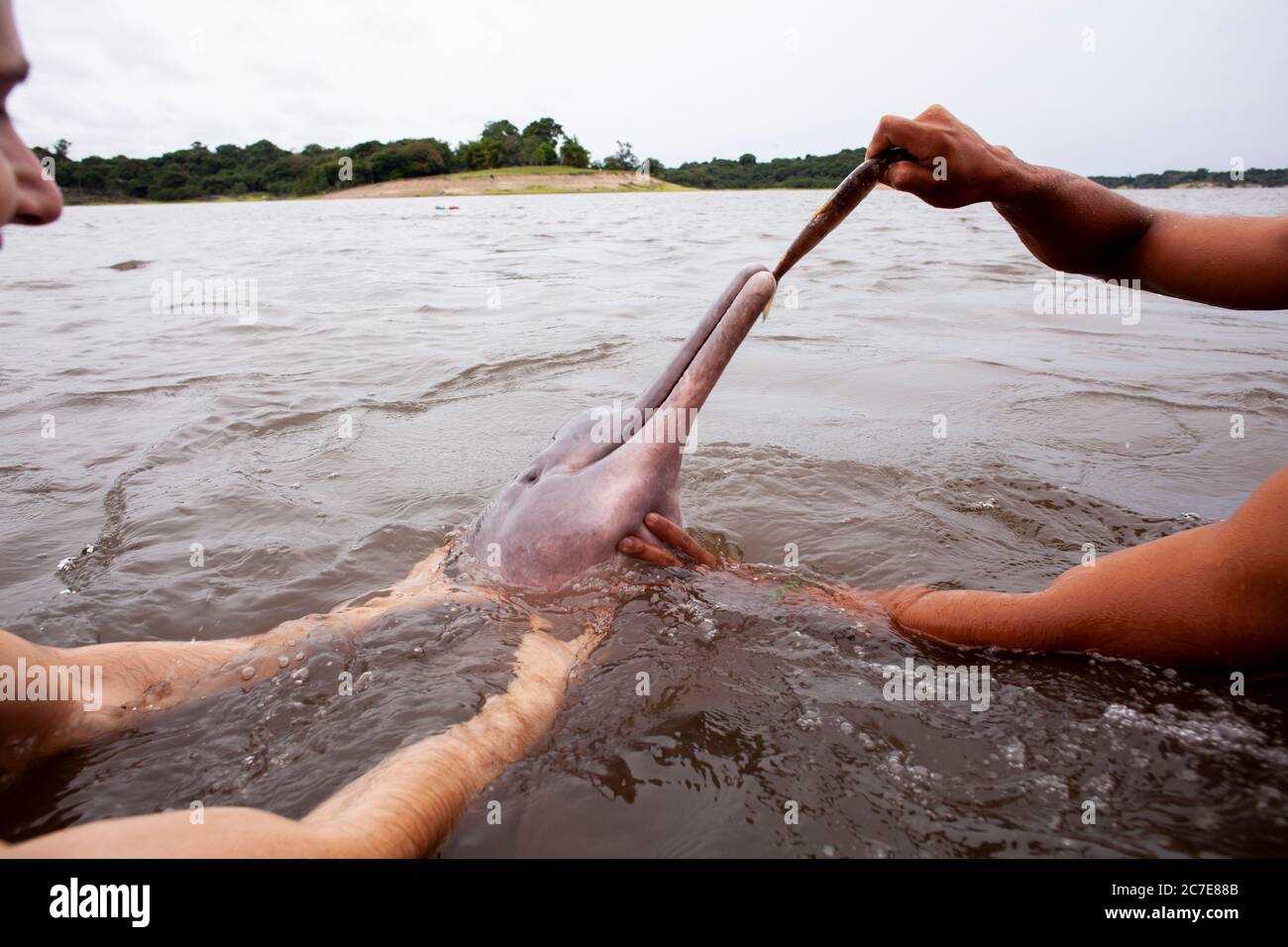 Ein Amazonasdelfin (rosafarbener Delfin) interagiert mit einem Schwimmer im Amazonasfluss und hebt seltene Tierarten und Ökotourismus im Regenwald hervor. Stockfoto