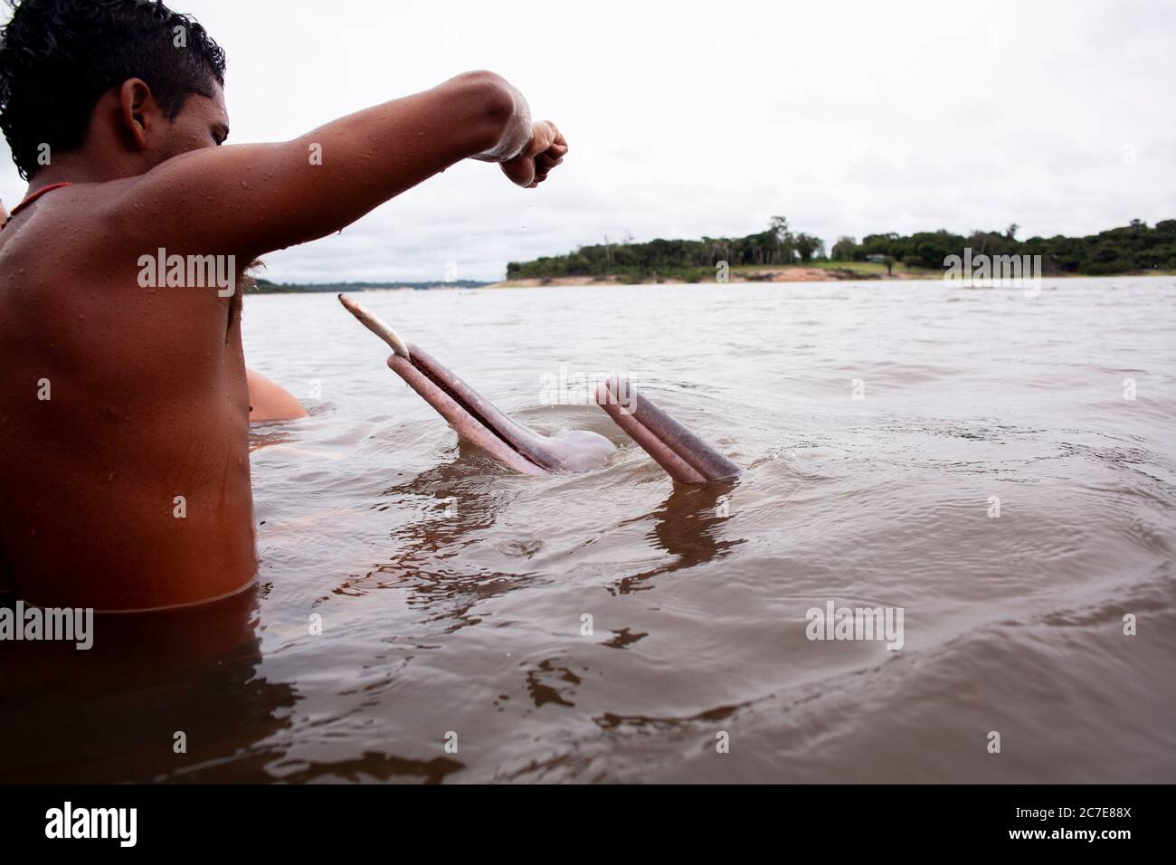 Ein Amazonasdelfin (rosafarbener Delfin) interagiert mit einem Schwimmer im Amazonasfluss und hebt seltene Tierarten und Ökotourismus im Regenwald hervor. Stockfoto