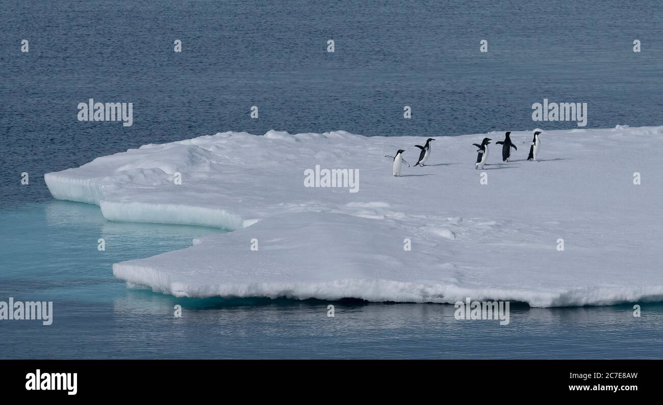 Adélie-Pinguine, die in der Antarktis entlang eines Eisbergs laufen Stockfoto