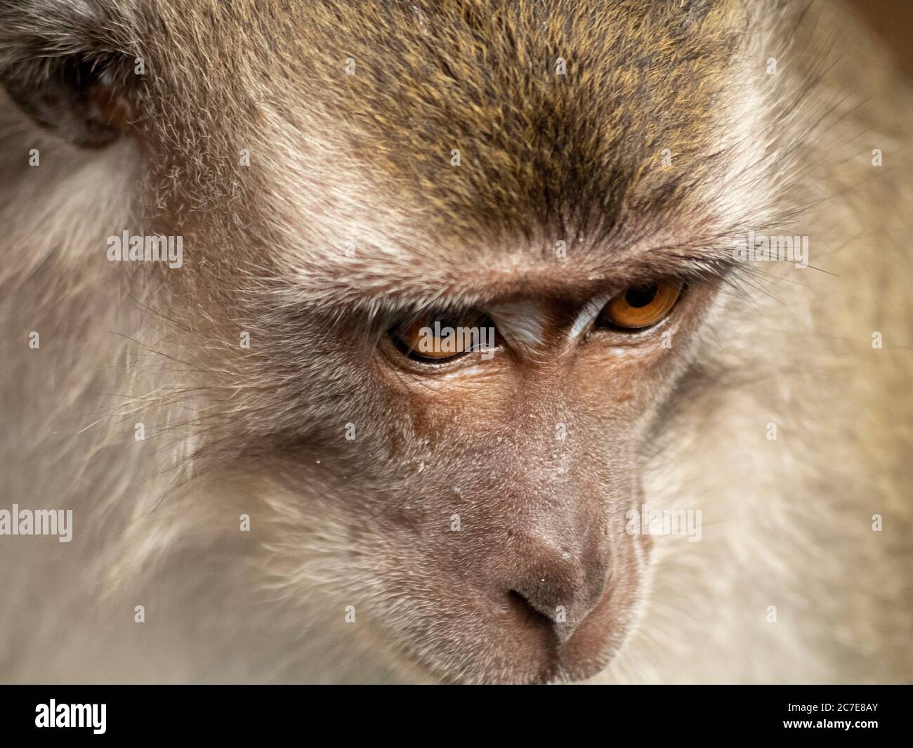 Nahaufnahme der Augen der langschwänzigen Makaken Stockfoto