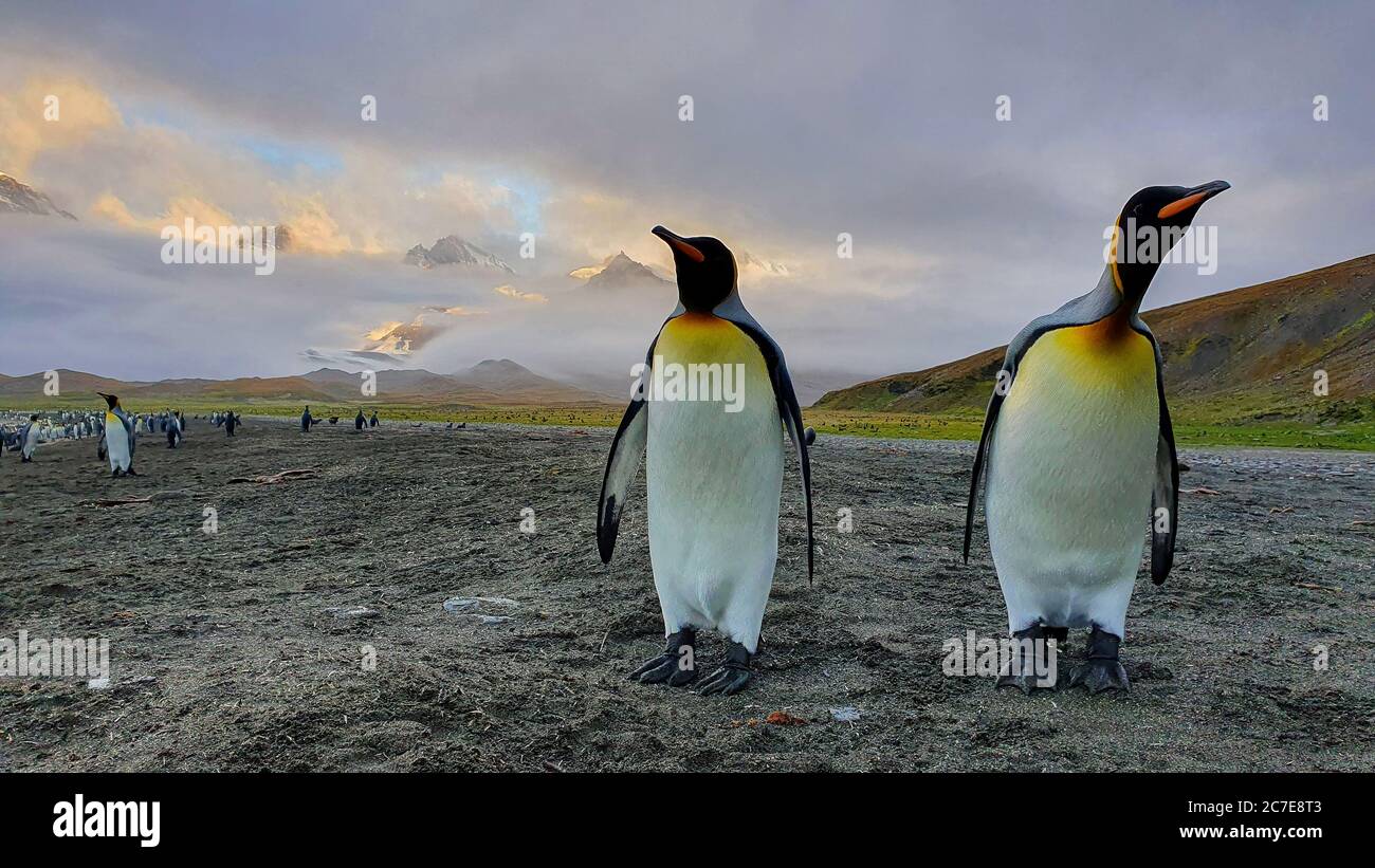 Zwei Erwachsene Königspinguine stehen auf grauem Sandstrand mit Hügeln und Bergen im Hintergrund, die durch Wolken ragen Stockfoto