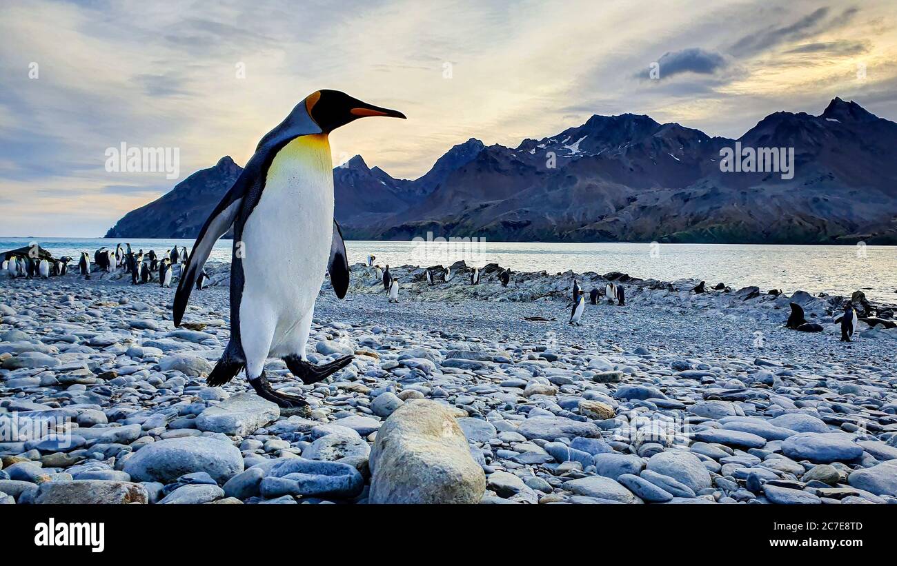 Erwachsene König Pinguin zu Fuß über Kiesstrand mit Kolonie im Hintergrund mit Meer und dramatischen Bergen unter einem frühen Morgenhimmel Stockfoto