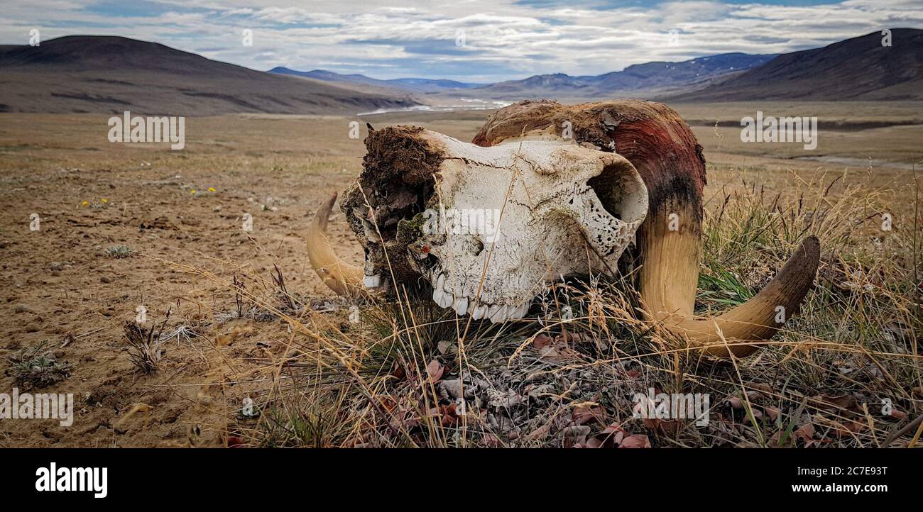 Nahaufnahme des Muskox Schädels auf Gras auf Ellesmere Island Stockfoto