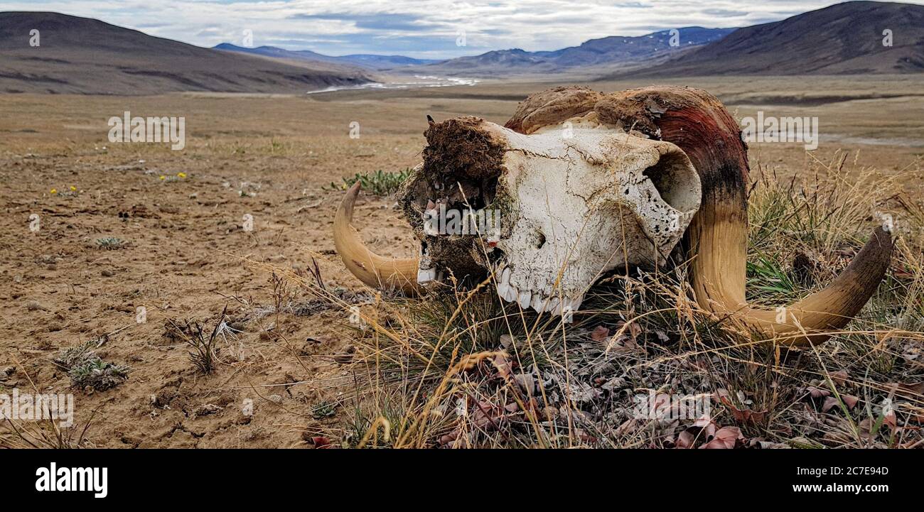 Nahaufnahme des Muskox Schädels auf Gras auf Ellesmere Island Stockfoto