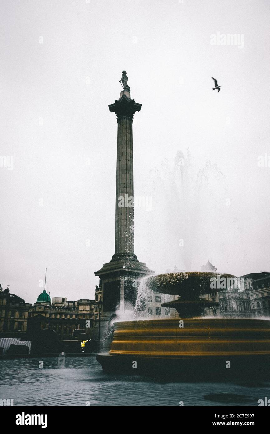 Trafalgar Square in London, Großbritannien und ein wunderschöner Vogel, der unter dem klaren Himmel fliegt Stockfoto