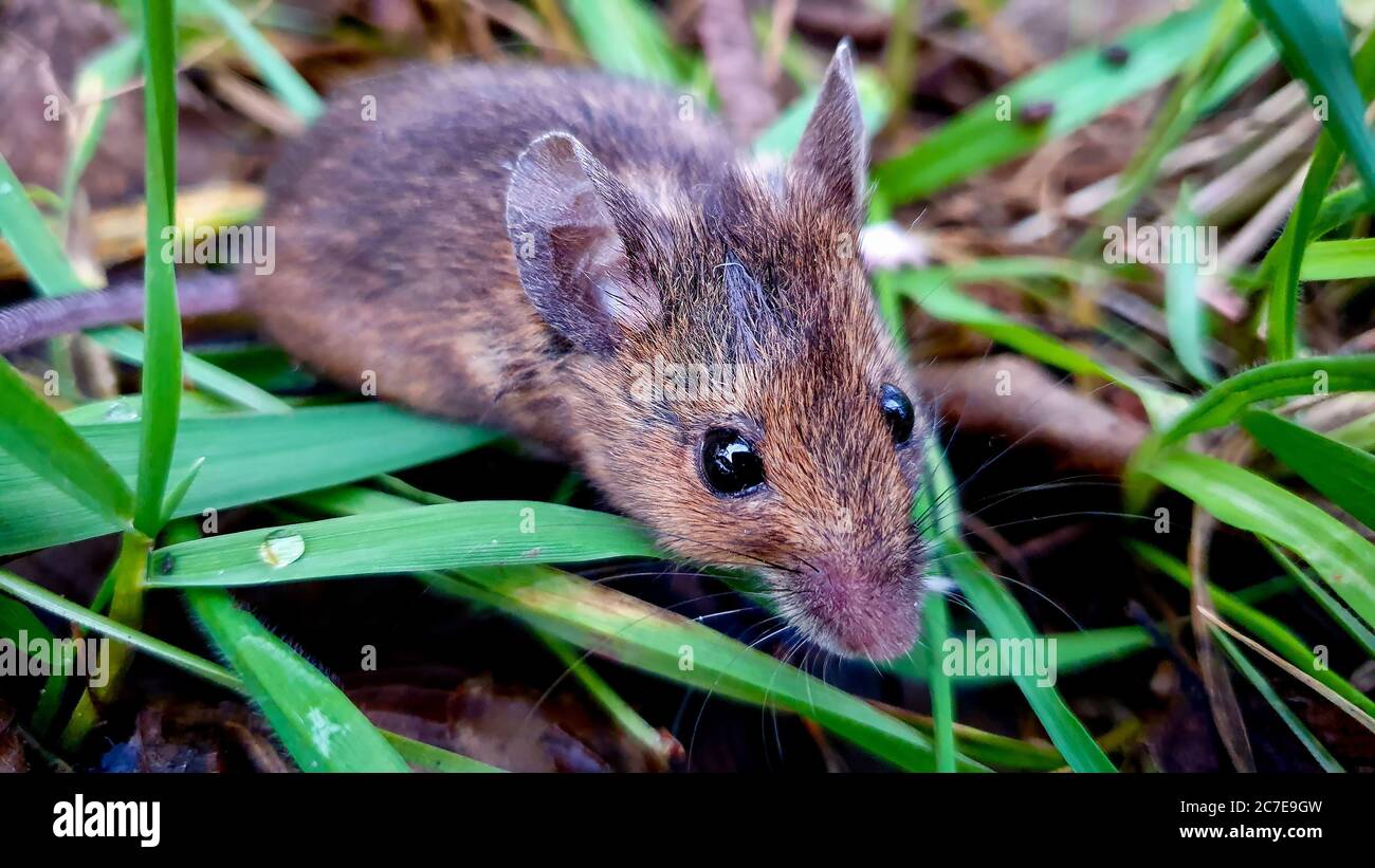 Makrofeld Maus im Gras mit Wassertropfen auf Grashalm Stockfoto