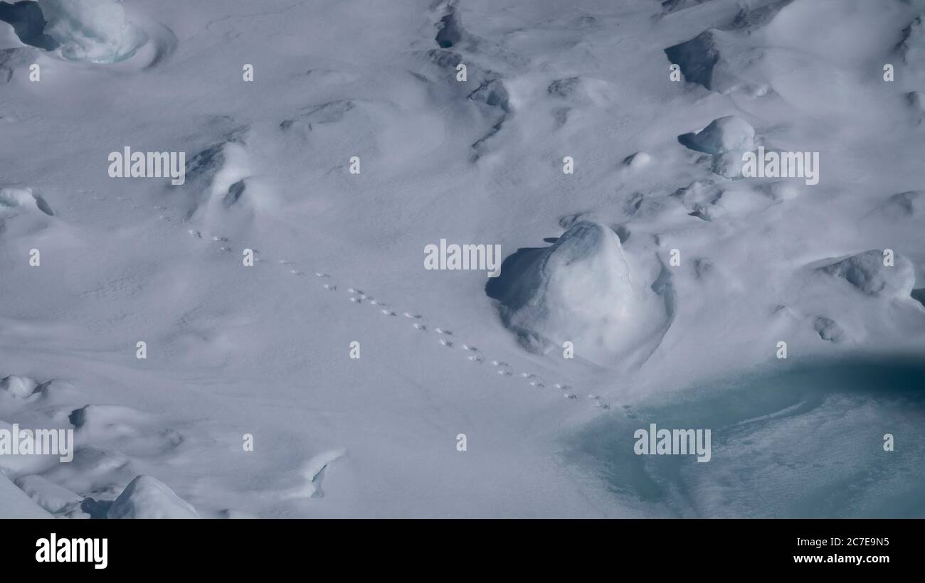 Pinguine Fußabdrücke im Schnee, die auf Eis führen Stockfoto