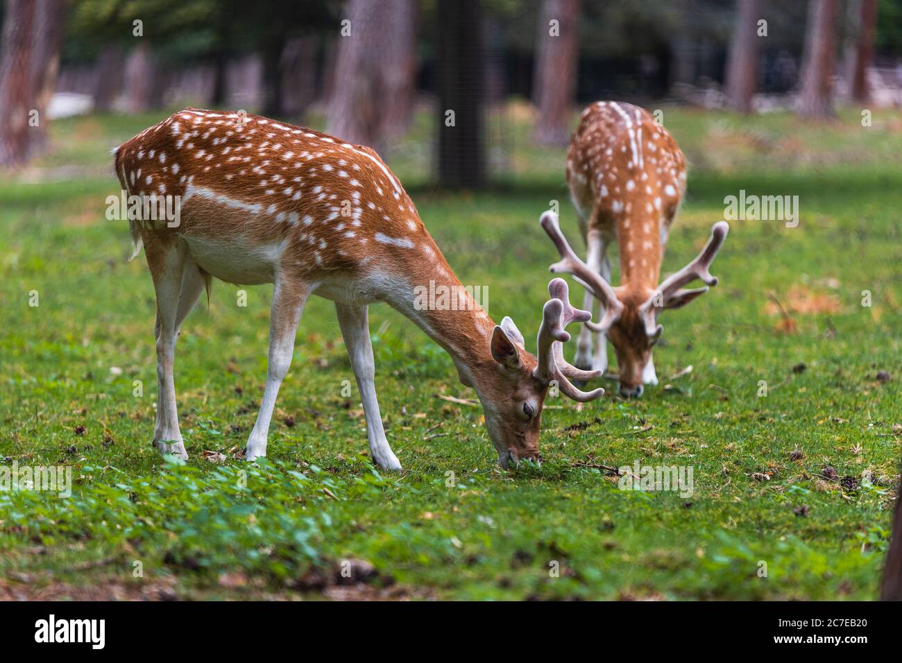 Hirsch im Wald, der Gras frisst, mit einem zweiten Hirsch im Hintergrund Stockfoto