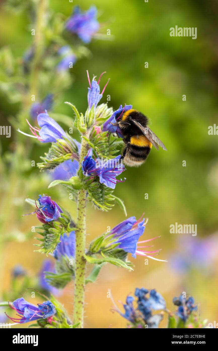 Hummel sammelt Nektar und Pollen von der Bugloss Wildflower (Echium vulgare) mit blauen Blüten im Juli, Großbritannien Stockfoto