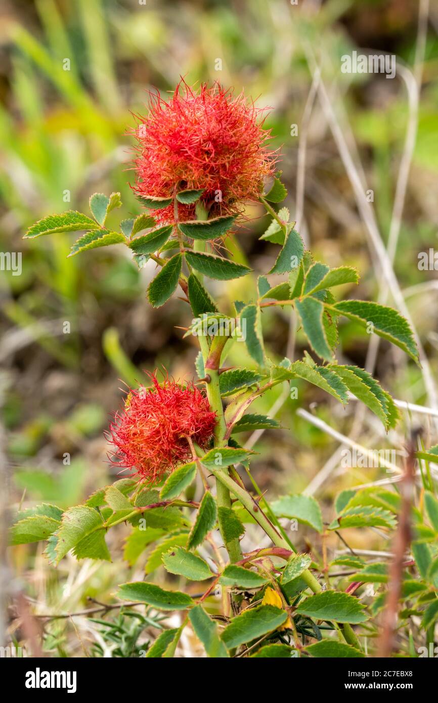 Rotkehlchen (auch als Bedeguar Gall bekannt), eine Galle, die von den Larven einer winzigen Gallenwespe, Dipoloepis rosae, auf Wildrose, UK, verursacht wird Stockfoto