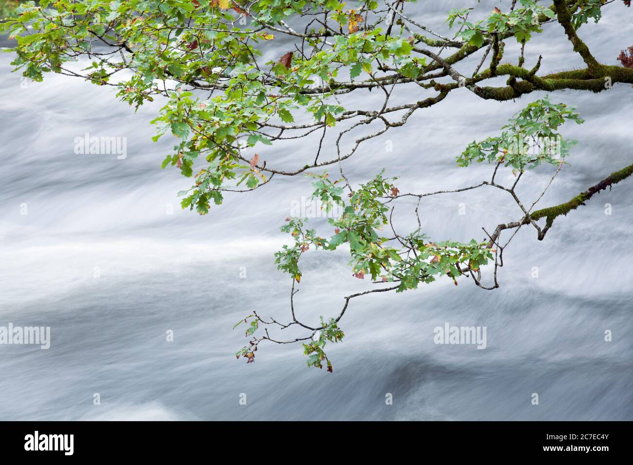 Eine herbstliche Eichenzweige und der Fluss Rothay im Lake District, Großbritannien Stockfoto